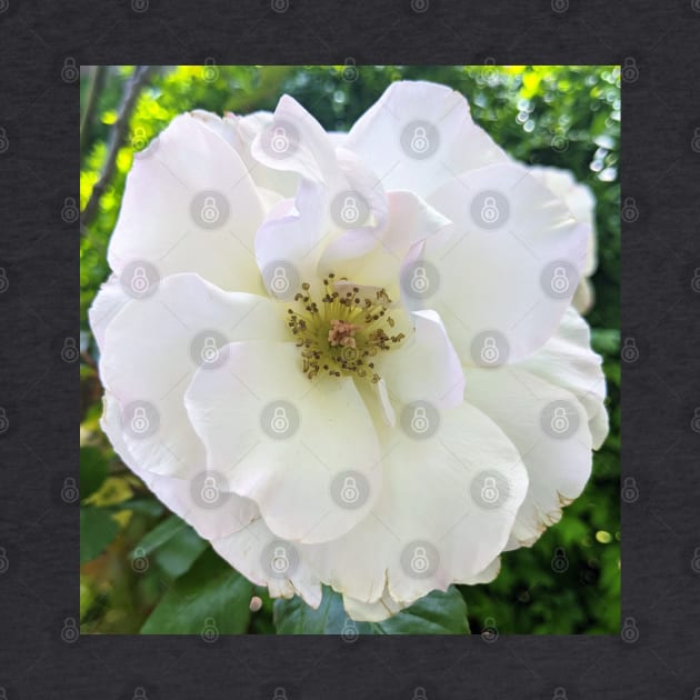 Floribunda Rose Flower Enhanced by PLANTONE